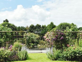 Trees growing in garden