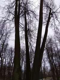 Low angle view of bare trees in forest