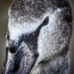 Close-up of a bird