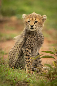 Cheetah cub sitting turning head in grass