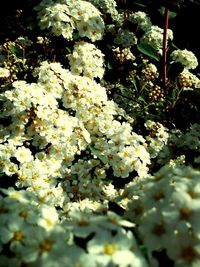 White flowers blooming in park