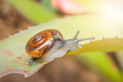 Close-up of snail