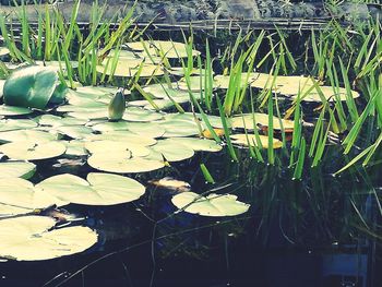 Close-up of lotus water lily in lake