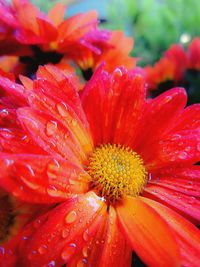 Close-up of red flower