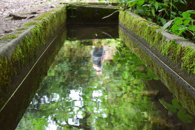 Reflection of plants in water