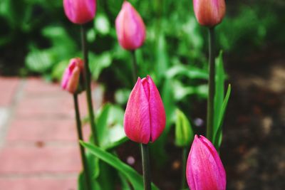 Close-up of pink flowering plant