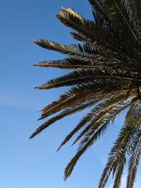 palm tree