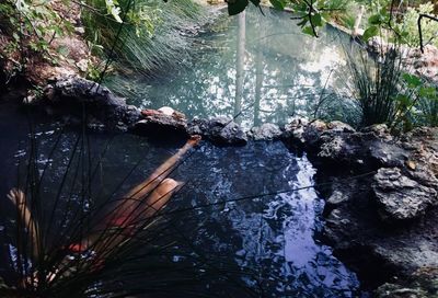 High angle view of trees by river in forest