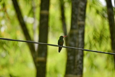 Bird perching on a plant