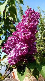 Close-up of pink flowers on tree