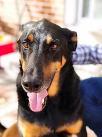 Close-up portrait of black dog