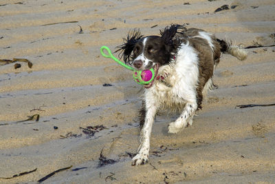 Dog on wet sand at beach