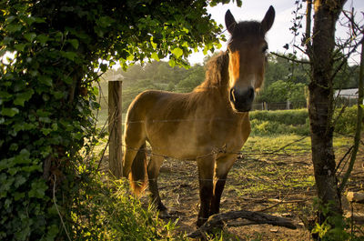 Portrait of horse standing against trees