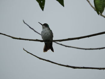 Low angle view of bird perching on tree against clear sky