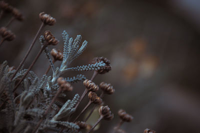 Close-up of dried plant