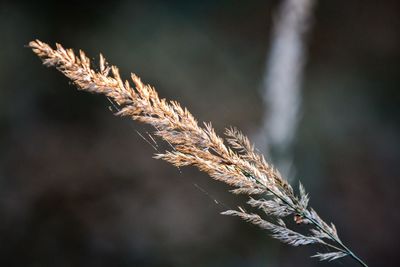 Close-up of stalks against blurred background