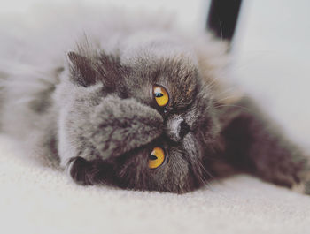 Close-up portrait of a cat