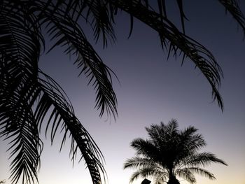 Low angle view of palm trees against sky