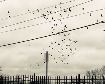 Low angle view of birds flying in sky