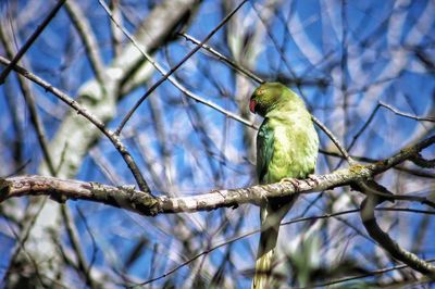 Low angle view of bird perching on tree