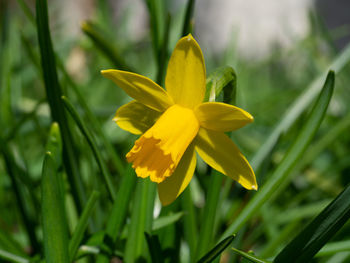 Close-up of yellow flowering plant