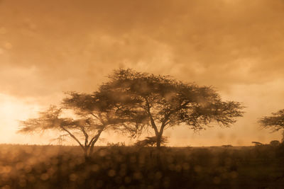 Trees on field against sky at sunset