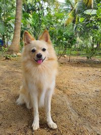 Cutest beautiful eye pomeranian dog picture