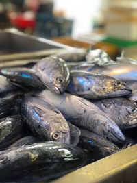 Close-up of fish for sale in market
