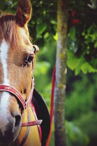 Close-up of horse outdoors