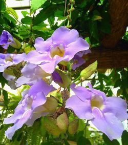 Close-up of purple flowers