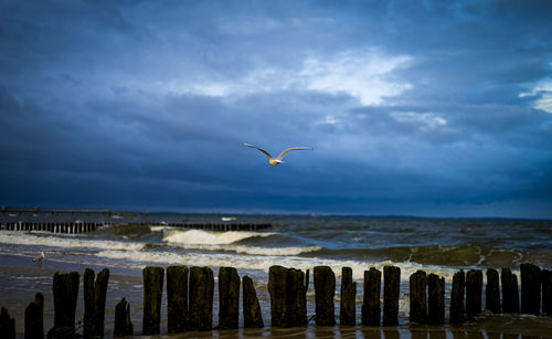 Seagulls flying over sea against sky