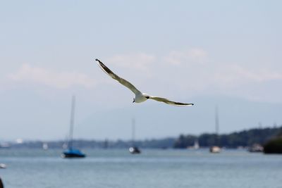 Bird flying over sea against sky