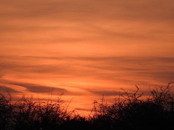 Silhouette trees against orange sky