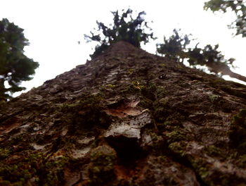 Low angle view of moss on tree trunk against clear sky