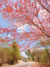 View of cherry blossom trees by road