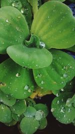 Close-up of water drops on leaf