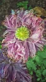 Close-up of pink flower