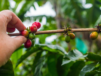 Close-up of hand holding fruit