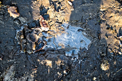 Full frame shot of leaves