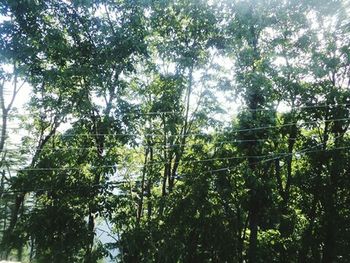 Low angle view of trees in forest