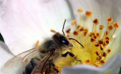 Close-up of bee pollinating on flower