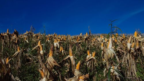 Crops growing on field against blue sky