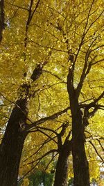 Low angle view of tree in forest