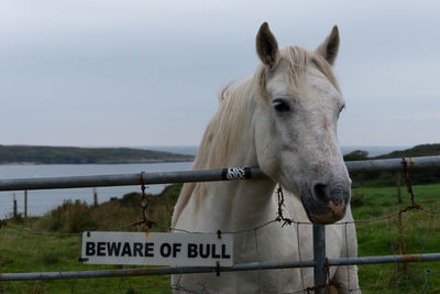 Close-up of horse standing by sea against sky