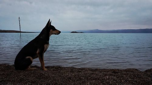 Dog by sea against sky