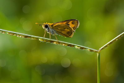 Close-up of butterfly pollinating flower