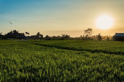 Scenic view of field against sky during sunset