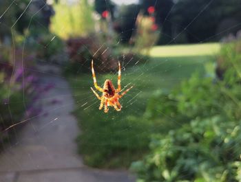 Close-up of spider on web
