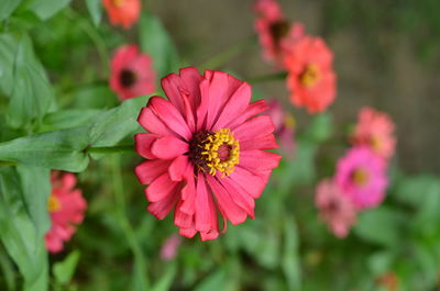 Close-up of pink flowering plant in park