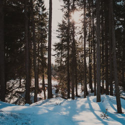 Trees in snow covered forest